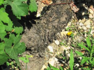 Chateau Cos d'Estournel vines and terroir Cos dirt 2 300x225 Chateau Cos dEstournel St. Estephe Bordeaux Wine
