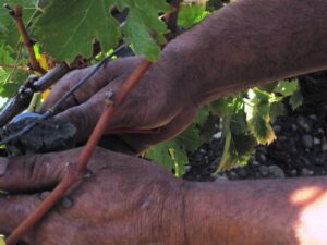 Mouton Vines close up 300x225 Chateau Mouton Rothschild Pauillac Bordeaux Wine