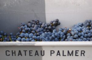 Palmer Grapes basket 300x197 Chateau Palmer Margaux Bordeaux Wine