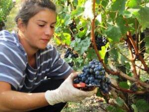 Pichon Lalande Harvest Pichon Lalande Harvest 300x225 Chateau Pichon Comtesse de Lalande Pauillac Bordeaux Wine