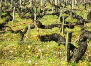 Terroir Terroir 300x218 Haut Medoc Listrac Moulis Medoc Lesser Appellations Bordeaux Wine Guide