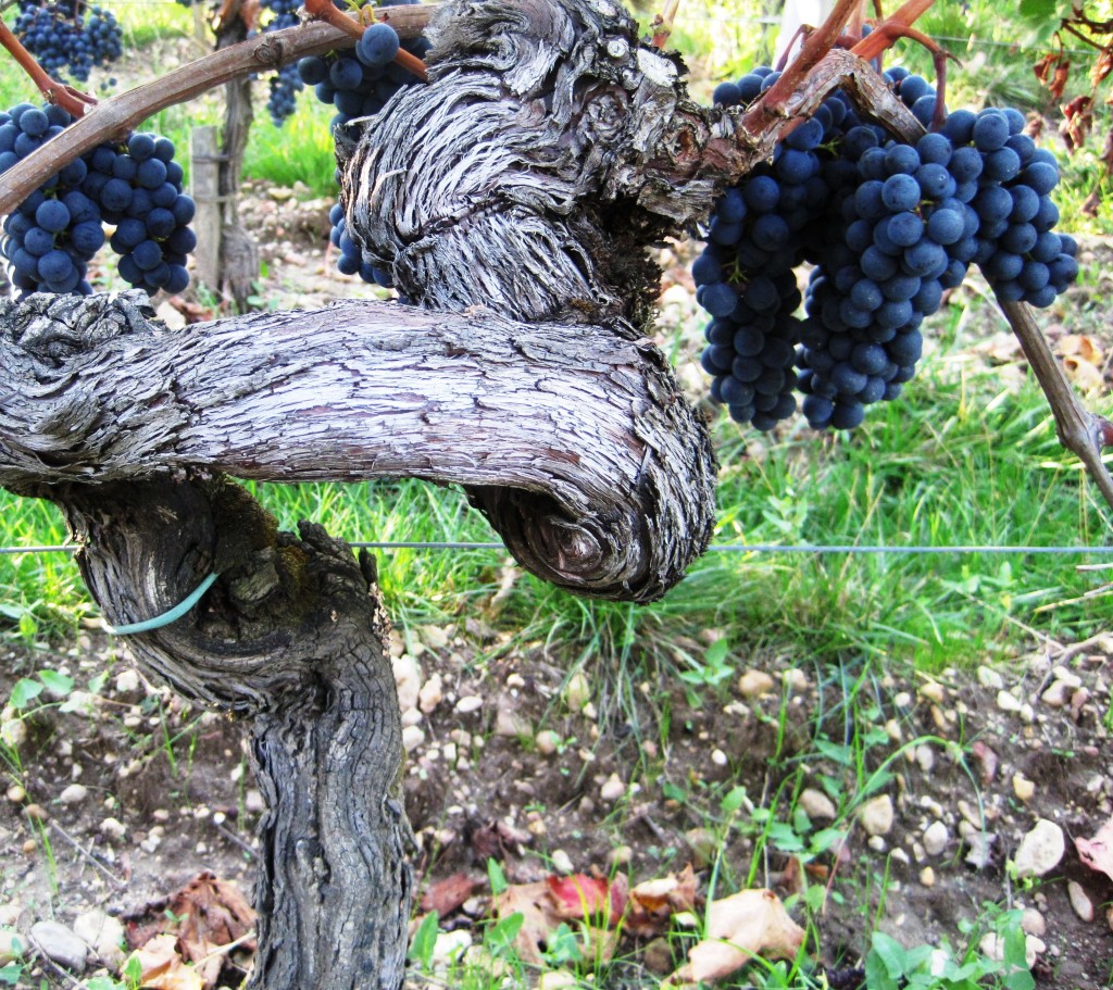 09 Bordeaux Harvest Grape Vine 1024x911 2009 Pomerol Harvest, The Pomerol Report Chateaux Owners Comment