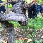 09 Bordeaux Harvest Grape Vine