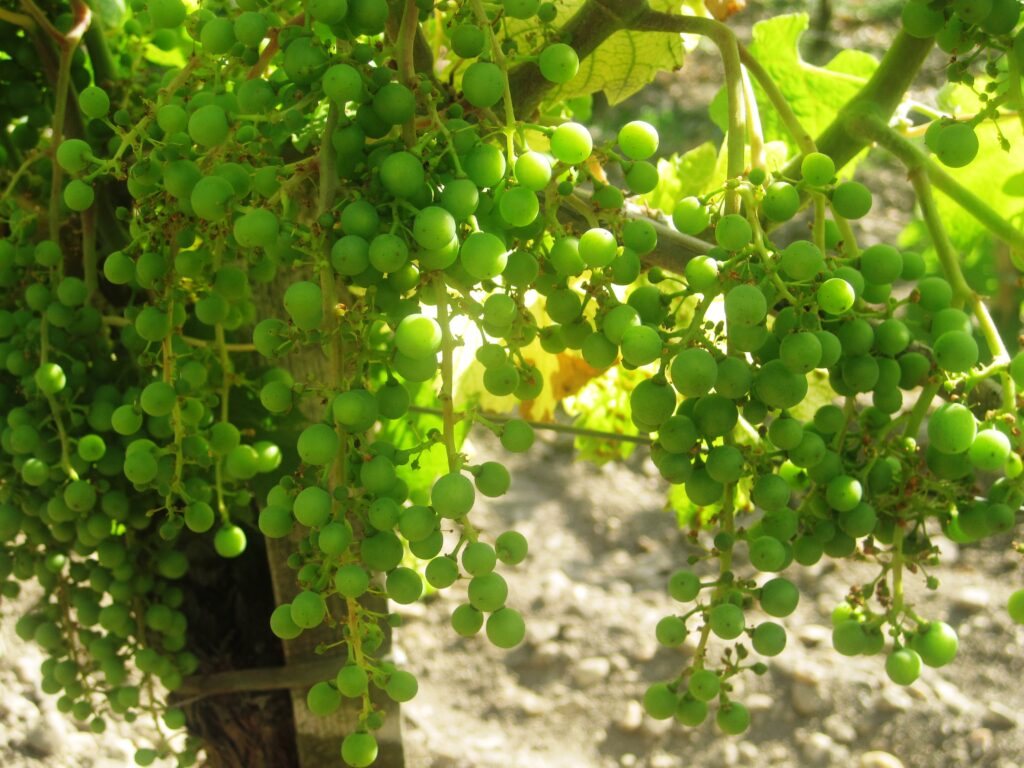 St. Emilion 93 1024x768 2009 Bordeaux Value Wines of the Vintage