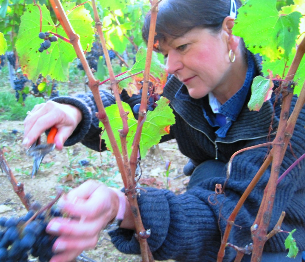 Murielle Grape Cutting 1024x881 2009 St. Emilion Harvest, Troplong, Pavie, Fleur Cardinale, Clos Fourtet & More