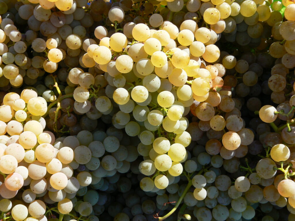 P10304651 1024x768 2010 Bordeaux White Wine Harvest Finishes. Vintners Thrilled!