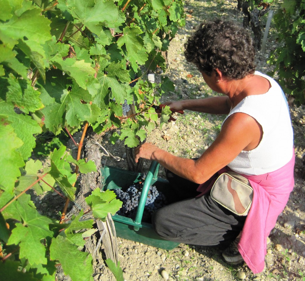 Pichon Baron Harvest 1024x944 Will Optical Sorting Machines matter for the Bordeaux harvest?