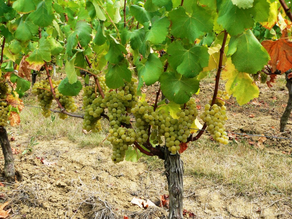 Valan Blanc 1024x768 Blanc de Valandraud St. Emilion Bordeaux starts harvesting today