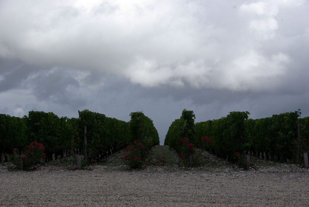 2010 Brane Rain 1024x685 2010 Bordeaux Harvest Massive Storm Trashes the Medoc