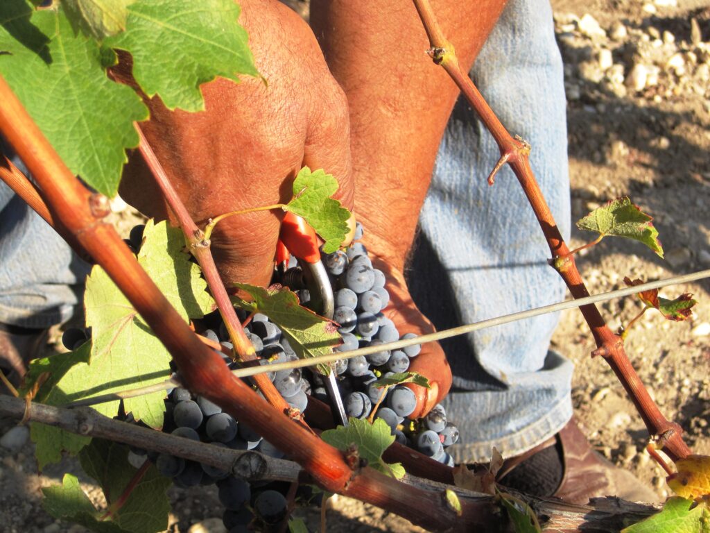 2010 bordeaux harvest Mouton 1024x768 2010 Mouton Rothschild Harvest Reminds Philippe Dhalluin of 1986, 1996