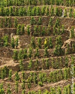 Cote Rotie Vines 241x300 Jamet Cote Rotie Rhone Wine