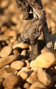 Chateauneuf du Pape CNDP Rhone Wine Guide Cote Rotie Hermitage Chateauneuf du Pape Wine