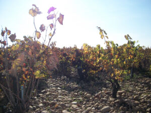 cndp 14 cndp 14 300x225 Pierre Usseglio Chateauneuf du Pape Rhone Wine