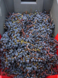 2010 Bordeaux grapes is sorter