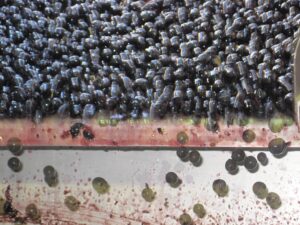 Cabernet Franc Grapes Cabernet Franc Grapes 300x225 Cabernet Franc Wine Grapes, Flavors, Character and History