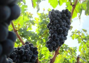 Cabernet Sauvignon Grapes 300x212 In Honor of National Cabernet Sauvignon Day, August 30!