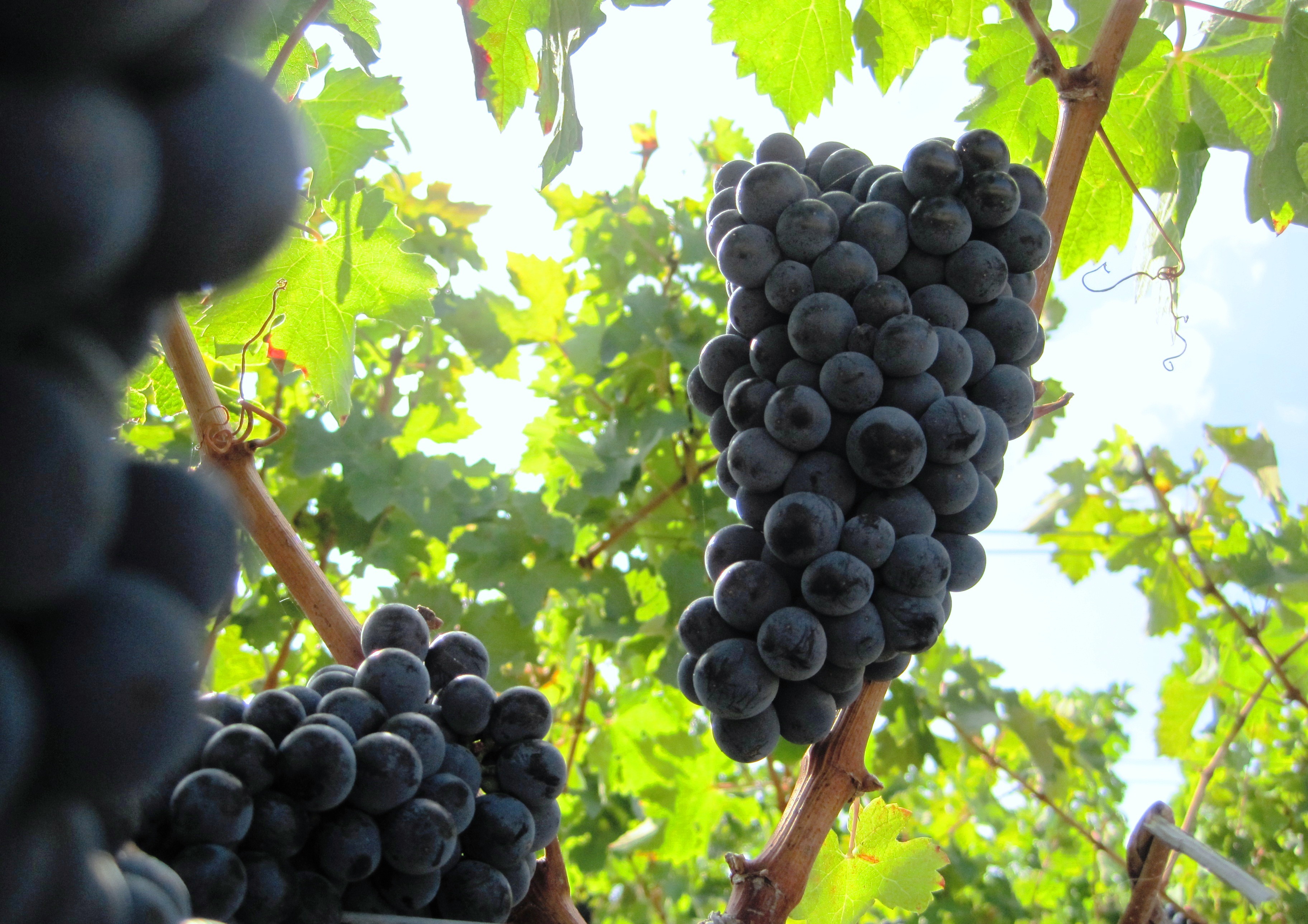 Cab Sauv