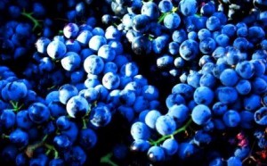 Grenache 300x186 Grenache Wine Grapes, Flavor, Character, History
