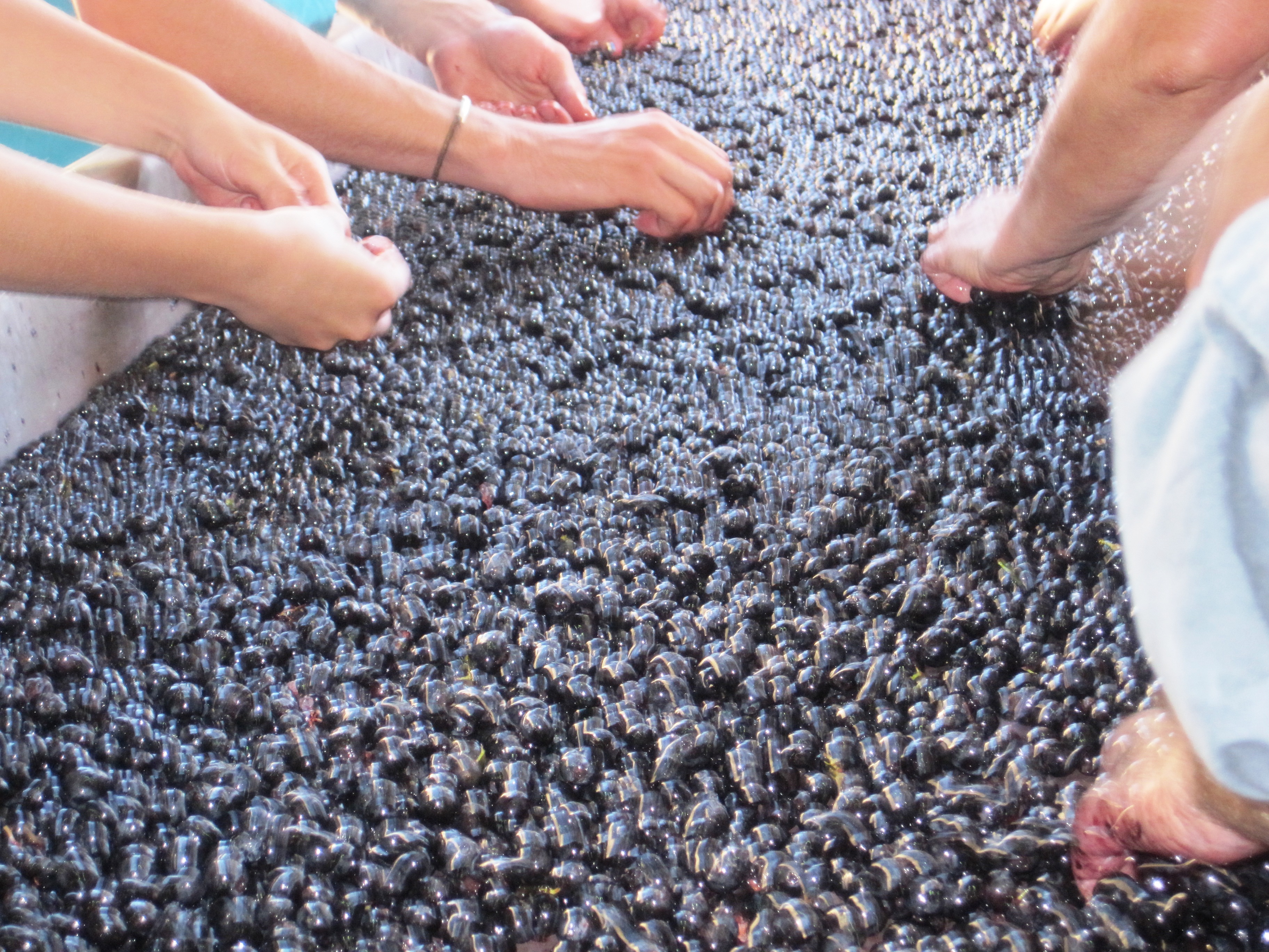 Grenache Wine Grapes, Flavor, Character, History Sharing