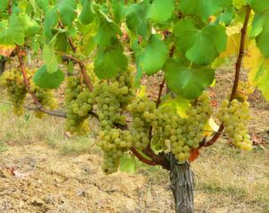 Sauvignon Blanc Wine Grape Sauvignon Blanc Wine Grape 300x238 Sauvignon Blanc Wine Grapes, Flavor Character History