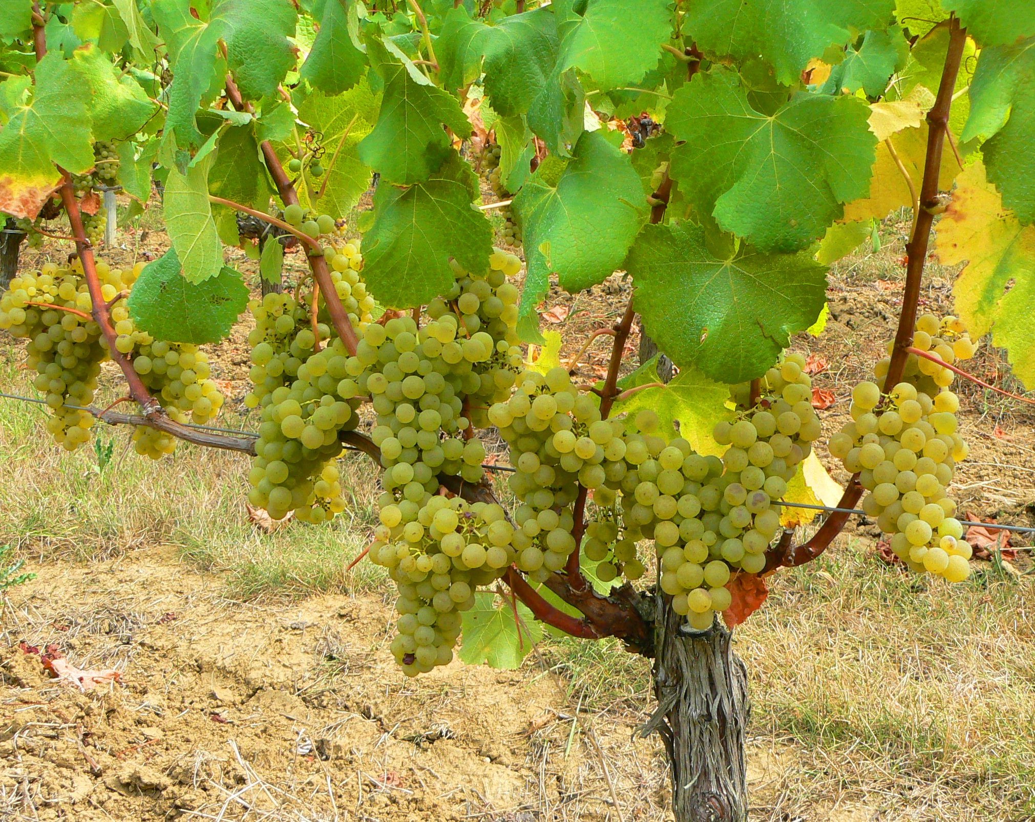 Sauvignon Blanc Wine Grape 300x238 Sauvignon Blanc Wine Grapes, Flavor ...