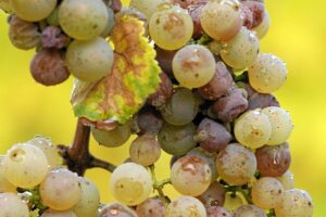 Semillon Wine Grape Semillon Wine Grape 300x200 Semillon Wine Grapes, Flavor, Character and History