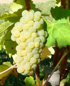 Viognier Wine Grapes (2) Viognier Wine Grapes 2 245x300 Viognier Wine Grapes, Flavor, Character, History