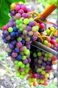 Wine Grapes Wine Grapes Color1 199x300 Wine Grape Guide, Flavor, Character Explained, for Wine Making Grapes