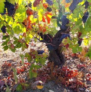 Zinfandel Old Vines Zinfandel Old Vines1 298x300 Zinfandel Wine Grapes, Flavor, Character, History