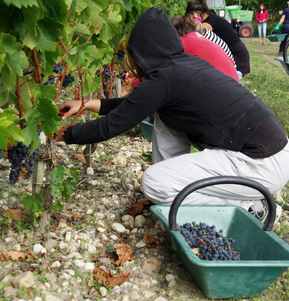 2011 Bordeaux harvest Chateau du Tertre 984x1024 2011 du Tertre, a Unique Vintage says Alexander van Beek 