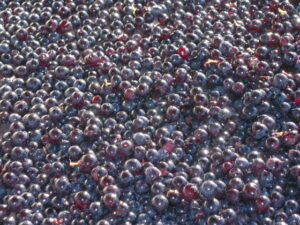 Pinot Noir Grapes Pinot Noir Grapes 300x225 Pinot Noir Wine Grapes, Flavor, Character, History