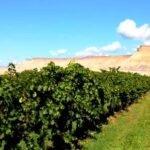 Colorado Wine Vineyards
