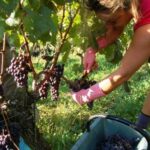 2011 Bordeaux Harvest Pomerol