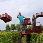 Reignac during Bordeaux harvest