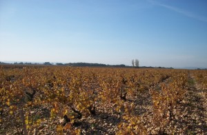 cndp 12 cndp 121 300x196 Mas de Boislauzon Chateauneuf du Pape Rhone Wine