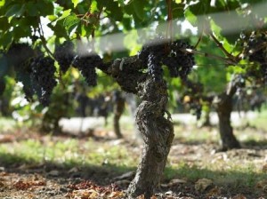 Clos Rene1 300x224 Clos Rene Pomerol Bordeaux Wine