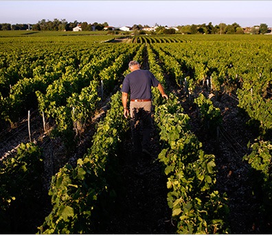 Chateau Jean Faux 2009 Bordeaux Red Blends Wine Red Blends Wine Chateau Jean Faux 2009 Bordeaux Red Blends Wine Red Blends Wine