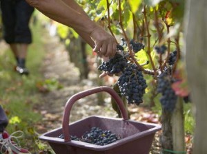 Cabernet Sauvignon Grape Harvest