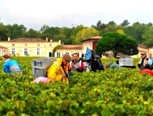 2012 domaine de chevalier harvest