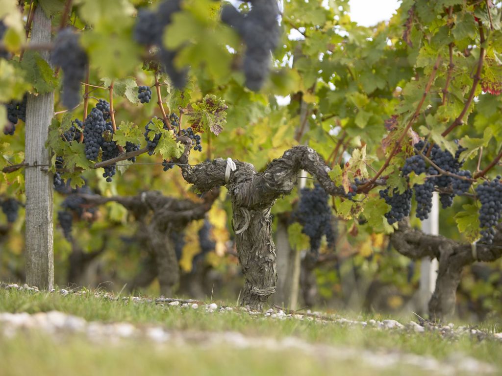 Bordeaux Chateaux Guide Wine Tasting Notes Profiles History Bordeaux Chateaux Guide Wine Tasting Notes Profiles History