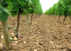 Pomerol Clay terroir soil