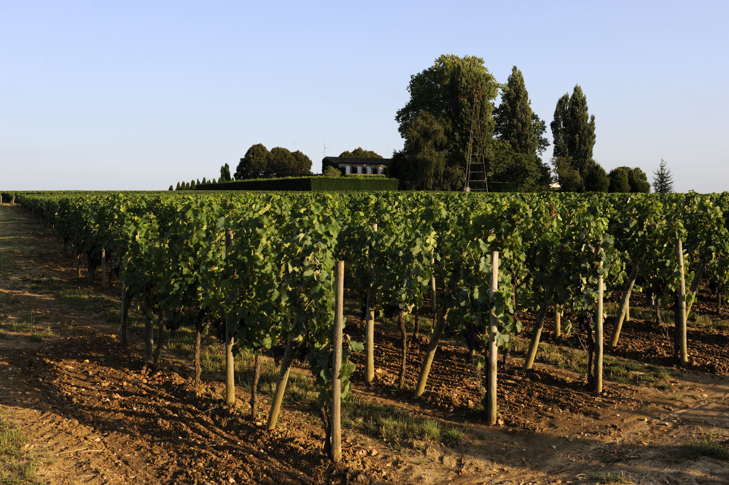 Learn about Chateau Trotanoy Pomerol, Complete Guide Learn about Chateau Trotanoy Pomerol, Complete Guide