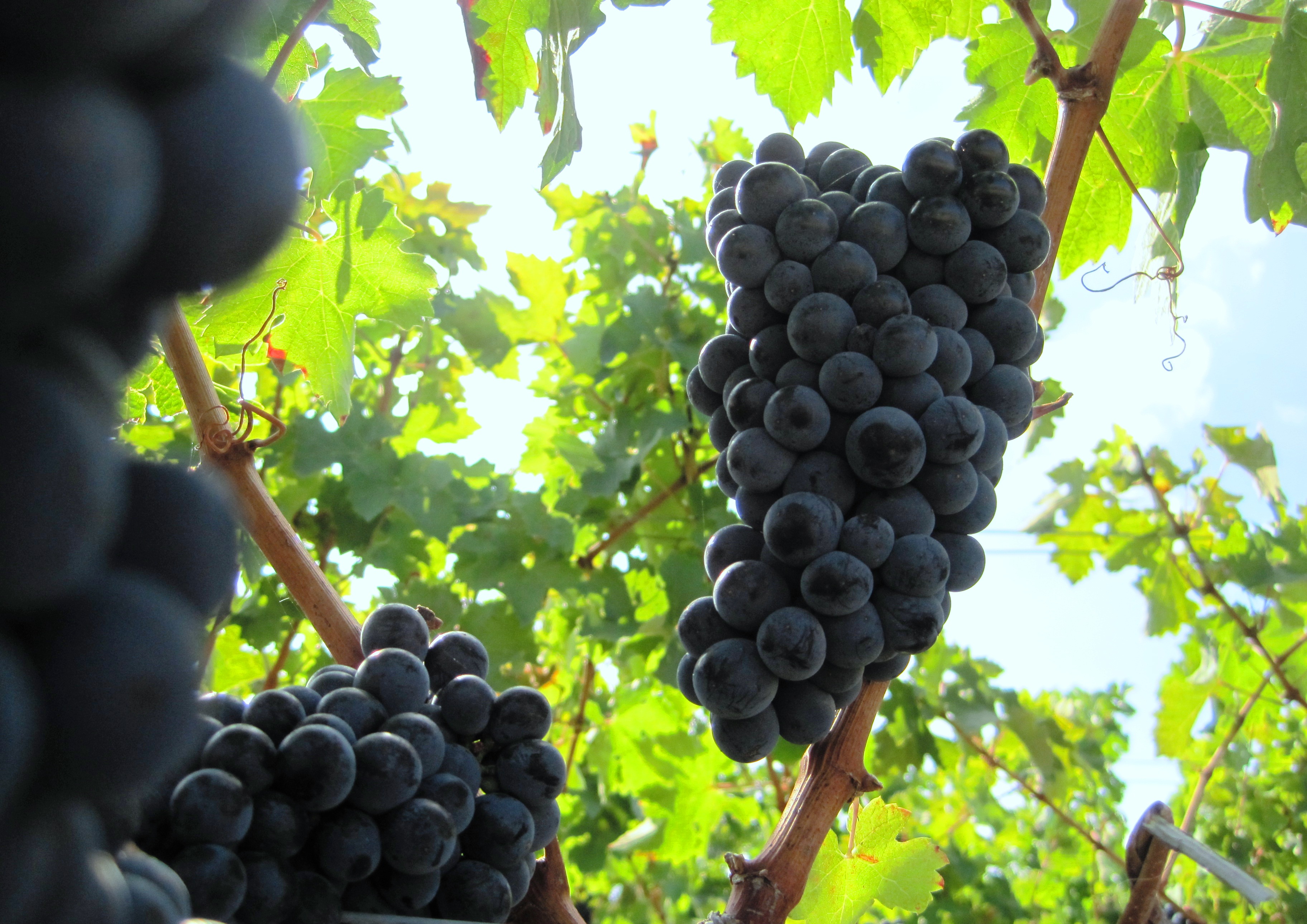 2010 Bordeaux Wine Harvest: Merlot in the Medoc is being picked now!