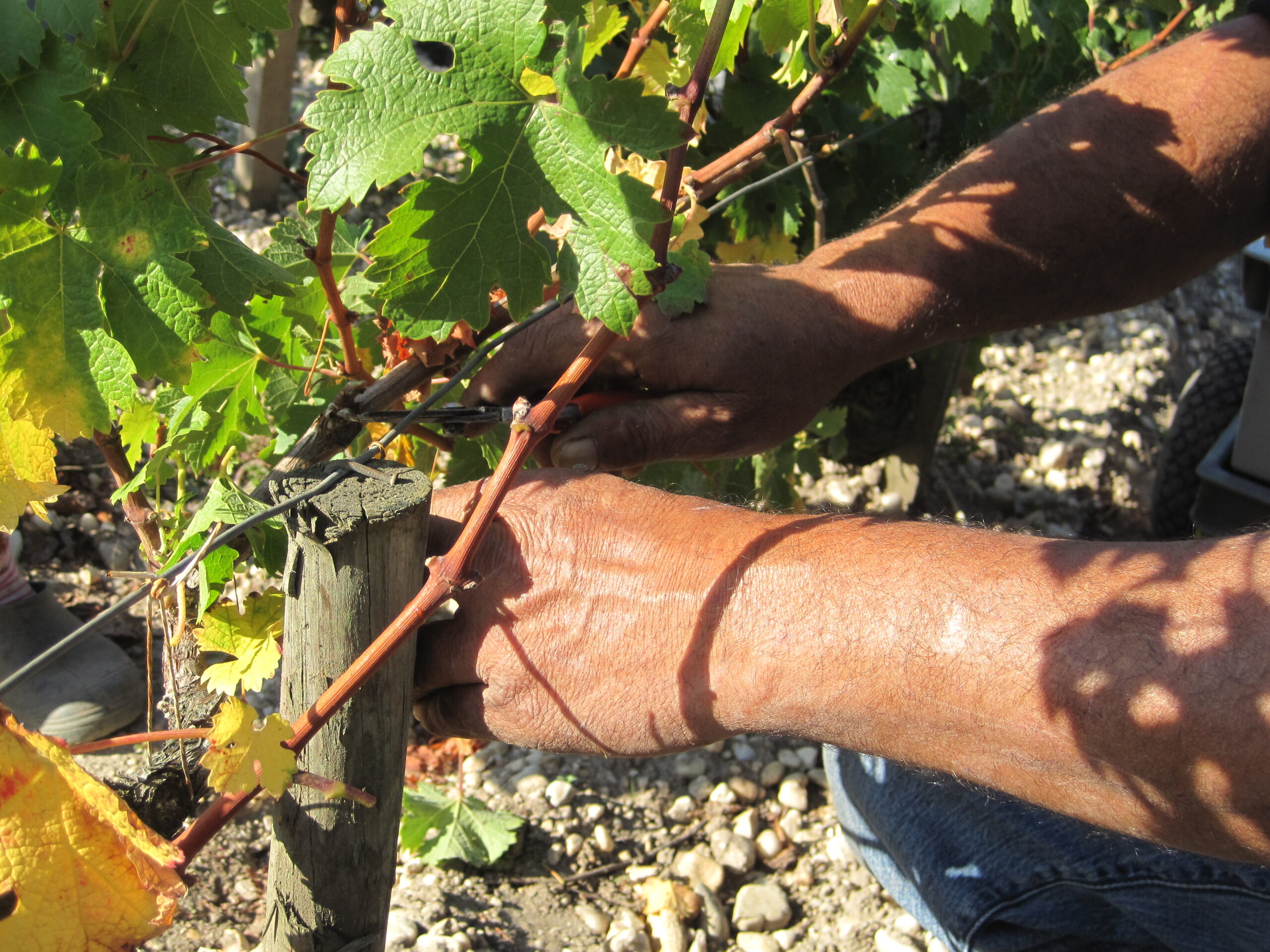 2009 Branaire Ducru Harvest, Patrick Maroteaux calls vintage unique