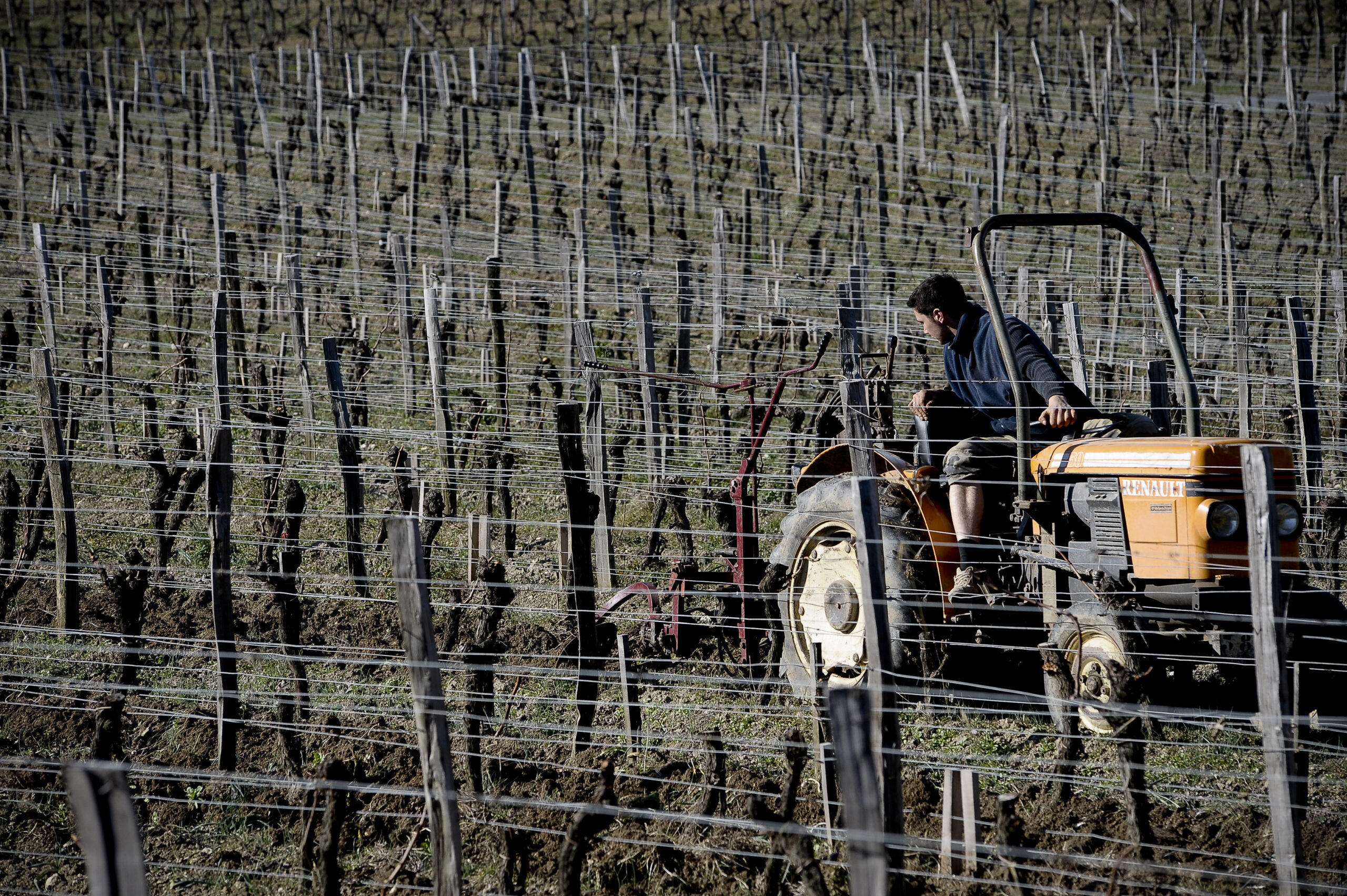 2010 Pomerol Harvest is in full bloom in Bordeaux, Expect Low Yields