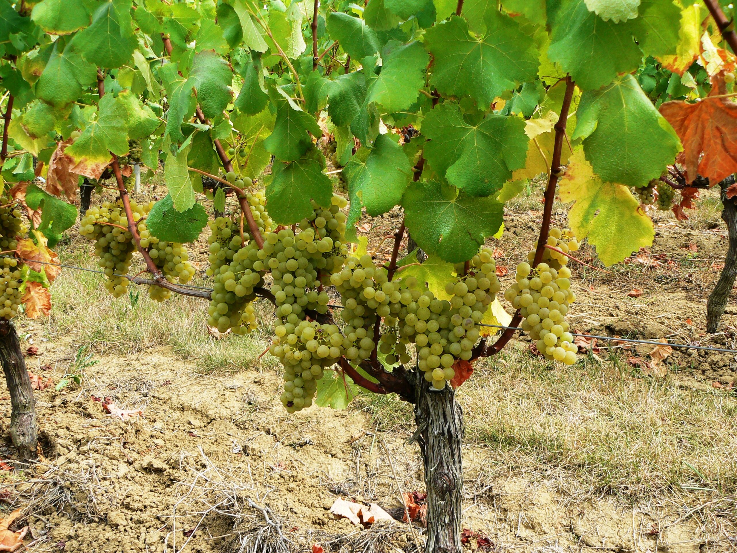 Blanc de Valandraud St. Emilion Bordeaux starts harvesting today