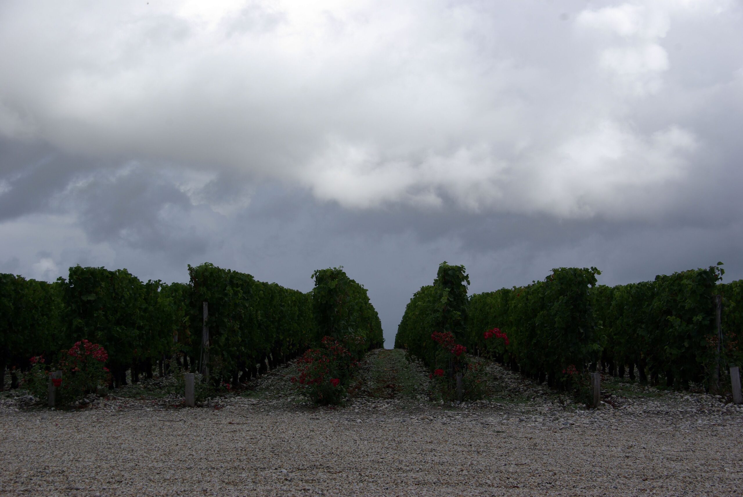 2010 Bordeaux Harvest Massive Storm Trashes the Medoc