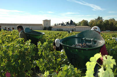 2010 Bordeaux Wine Harvest. Haut Brion Shows High Alcohol