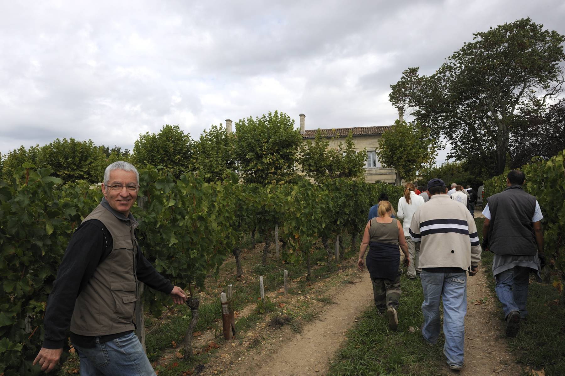 2010 Vieux Chateau Certan Harvest Produces 30% Less Wine!