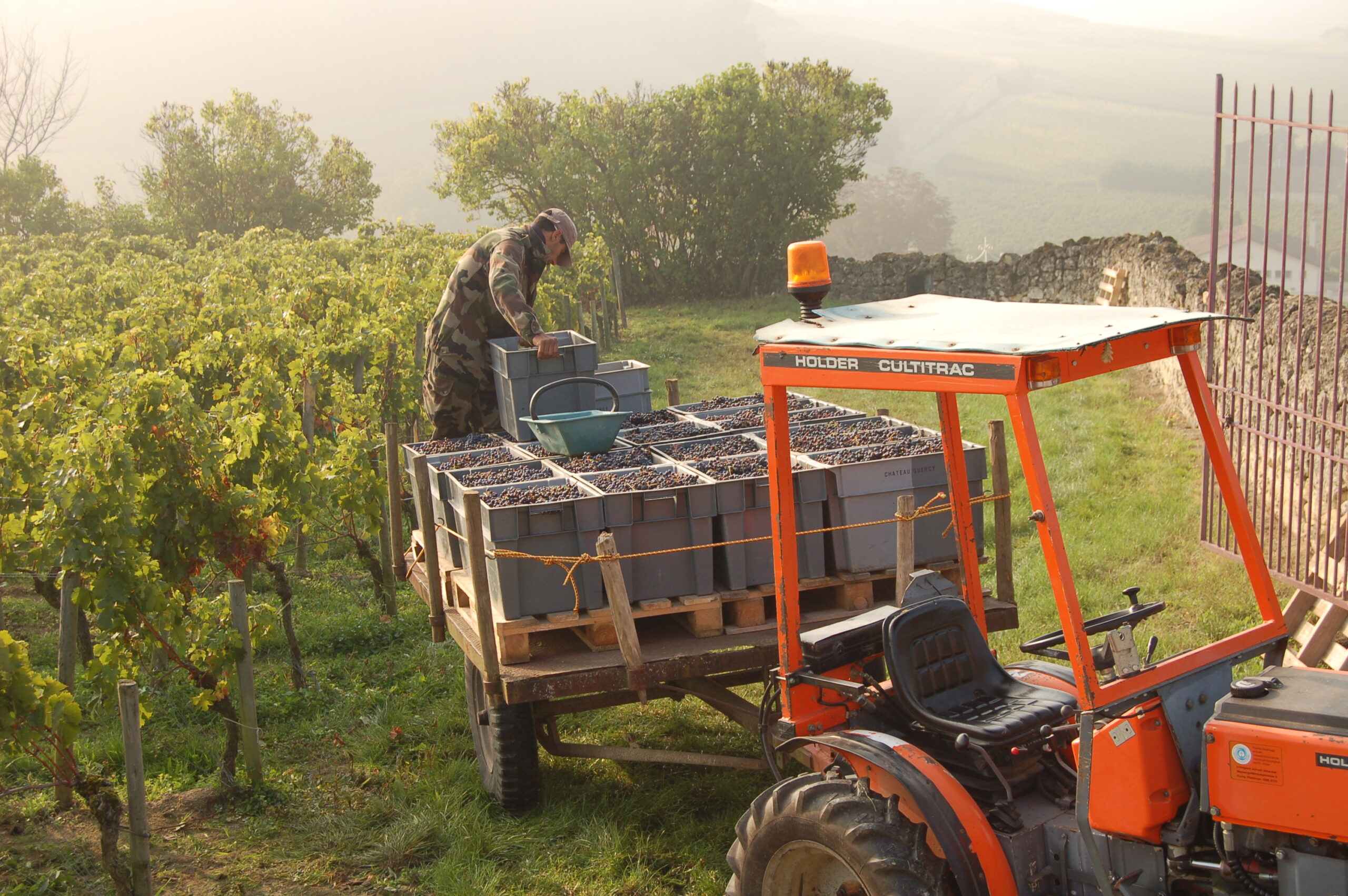 2010 La Clotte Harvest starts late in St. Emilion Bordeaux